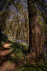 Fototapeta na wymiar British woodland scene with English bluebell wild flowers