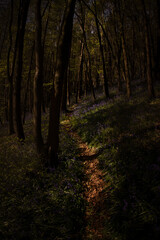 A woodland walking trail through a woodland with English Bluebells wild flowers