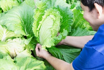 Man in organic cabbage garden
