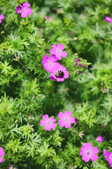 Honey Bee exploring pink flowers
