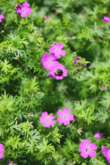 Obraz premium Honey Bee exploring pink flowers