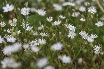 field of daisies