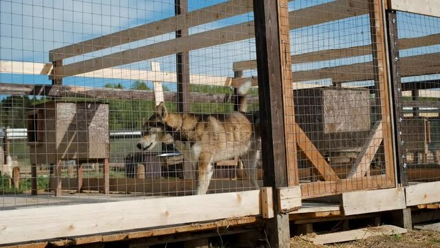 Kennel northern sled Alaskan huskies in summer. Concept lonely homeless abandoned animals in shelter waiting adoption. Mongrel dog walks around enclosure, then raises paw and pisses, marks territory.