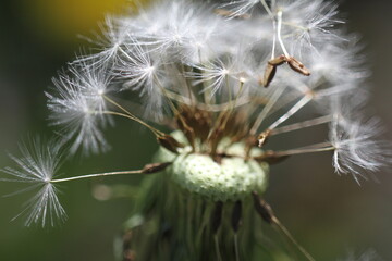 dandelion seed head