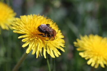 bee on dandelion