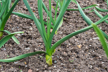 Young leek plants growing in a vegetable garden