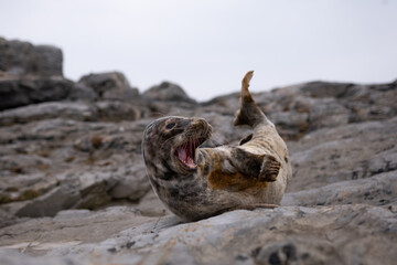 seal