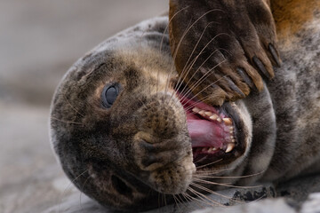 seal