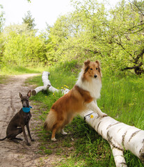 Fototapeta na wymiar sheltie stands with her front paws on a log and looks into the distance on a summer day. a levretka is sitting next to him