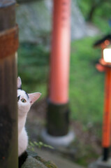 Stray cats living in Fushimi Inari Taisha Shrine in Japan