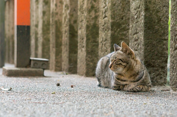 Fototapeta premium Stray cats living in Fushimi Inari Taisha Shrine in Japan