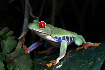 Red-eyed tree frog closeup on leaves, Red-eyed tree frog (Agalychnis callidryas) closeup on branch