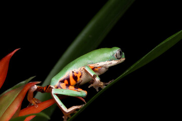 Phyllomedusa hypochondrialis climbing on green leaves, Northern orange-legged leaf frog or tiger-legged monkey frog closeup  