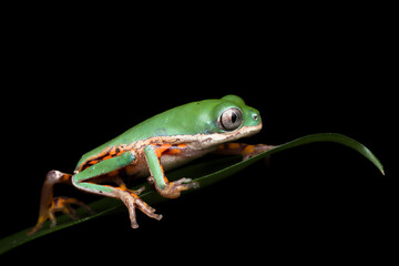 Phyllomedusa hypochondrialis climbing on green leaves, Northern orange-legged leaf frog or tiger-legged monkey frog closeup  