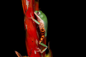 Phyllomedusa hypochondrialis closeup on red bud, Northern orange-legged leaf frog or tiger-legged...