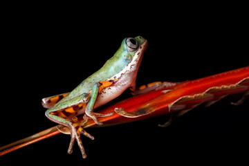 Phyllomedusa hypochondrialis closeup on red bud, Northern orange-legged leaf frog or tiger-legged monkey frog closeup on red bud