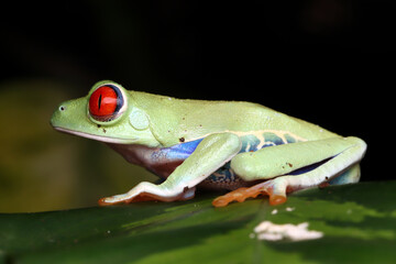 Red-eyed tree frog closeup on leaves, Red-eyed tree frog (Agalychnis callidryas) closeup on branch