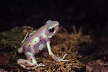 Dendrobates auratus albino closeup, Dart frog Dendrobates auratus albino 