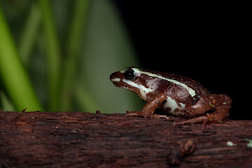 Epipedobates tricolor closeup from side view on wood, Epipedobates tricolor closeup