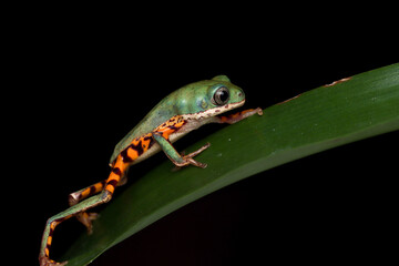Phyllomedusa hypochondrialis climbing on green leaves, Northern orange-legged leaf frog or tiger-legged monkey frog closeup  