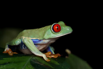 Red-eyed tree frog closeup on leaves, Red-eyed tree frog (Agalychnis callidryas) closeup on branch