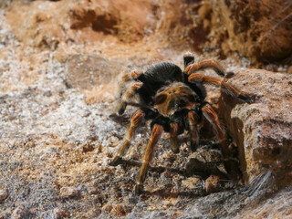 mexican redleg tarantula : The Mexican redleg or red-legged tarantula (Brachypelma emilia) is a species of terrestrial tarantula closely related to the famous Mexican redknee tarantula.