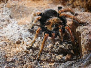 mexican redleg tarantula : The Mexican redleg or red-legged tarantula (Brachypelma emilia) is a species of terrestrial tarantula closely related to the famous Mexican redknee tarantula.