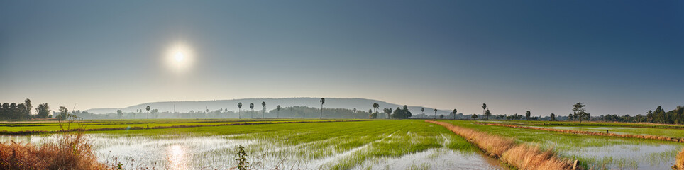 Rice fields in Phitsanulok Thailand panorama landscape