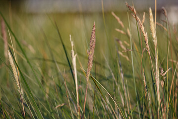 grass in the wind