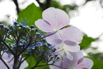 紫陽花