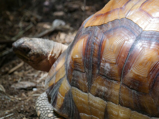 Ploughshare Tortoise : The angonoka tortoise (Astrochelys yniphora). It is also known as the angonoka, ploughshare tortoise, or Madagascar angulated tortoise.