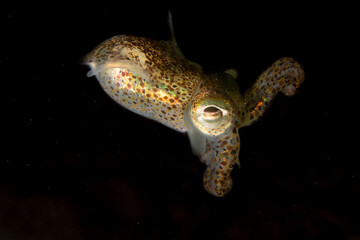 Bobtailsquid