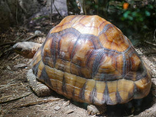 Ploughshare Tortoise : The angonoka tortoise (Astrochelys yniphora). It is also known as the angonoka, ploughshare tortoise, or Madagascar angulated tortoise.