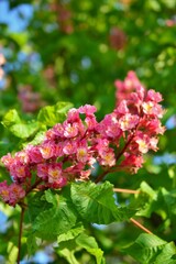 Obraz premium ベニバナトチノキ（紅花栃の木）Aesculus x carnea