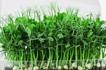 Fresh sprouts of pea microgreens. pea microgreens in a plastic container. healthy food concept. gardening at home.