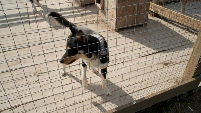 Kennel northern sled Alaskan huskies in summer. Concept lonely homeless abandoned animals in shelter waiting adoption. Two black red and white mongrel dogs behind fence in aviary.