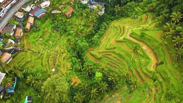 Beautiful cinematic Ubud, Bali drone footage with exotic rice terrace, small farms, villages and agroforestry plantation. This nature air footage is shot using DJI drone in full HD 1080p.