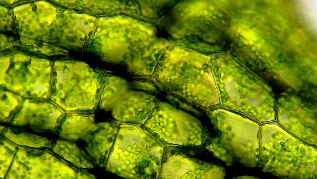 Leaf cells microscope magnification