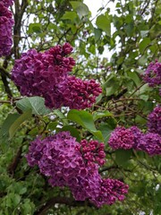 blossoming lilac branches in the spring closeup