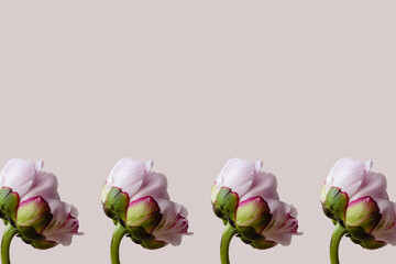 Fototapeta premium Many pink peony flower with green leaves on pink spring background seamless pattern. Repetition and levitation botany floral wallpaper or greeting card. Nature design idea concept.