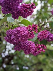 blossoming lilac branches in the spring closeup