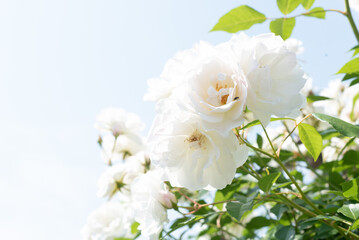Fototapeta na wymiar 白いバラの木と空