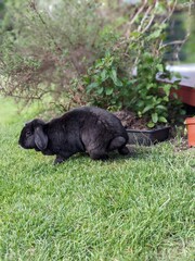 black rabbit bunny in the garden in summer