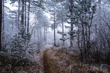 Weg durch frostigen Nebelwald mit Rauhreif