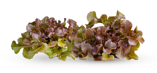 Red oak leaf lettuce isolated on a white