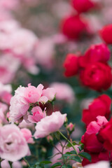 Obraz premium 赤とピンクのバラ