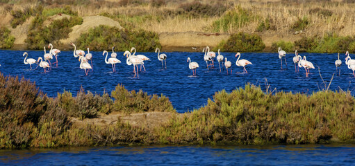 flamingos in the salt flats of Fuseta, Algarve, Portugal