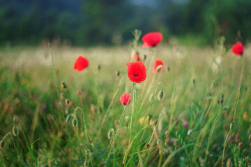 red poppies in a grass field 