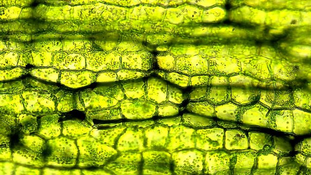 Leaf cells microscope magnification