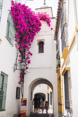 Córdoba, Spain, May 21 2022 - Beautiful bougainvillea in a street of Cordoba.